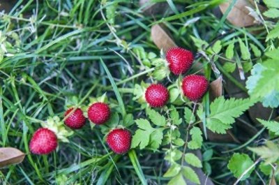 ​蛇最怕什么药，闻到就跑？非洲蜜罐压倒性克制所有蛇类？