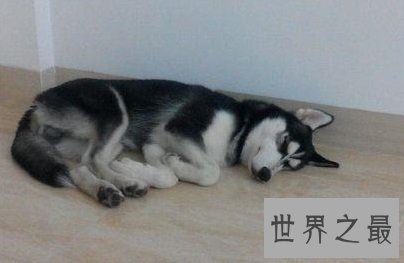 看着凶猛，实则又呆又傻的可爱犬，哈士奇多少钱一只
