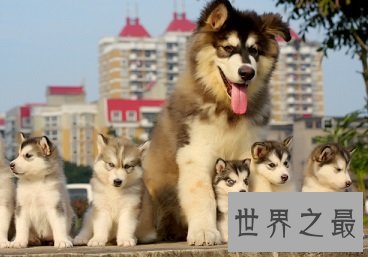 看着凶猛，实则又呆又傻的可爱犬，哈士奇多少钱一只