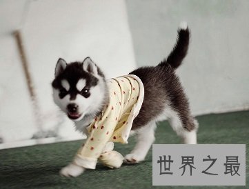 看着凶猛，实则又呆又傻的可爱犬，哈士奇多少钱一只