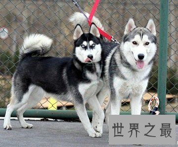 看着凶猛，实则又呆又傻的可爱犬，哈士奇多少钱一只