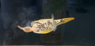 ​皇冠狗头，斑马狗头怎样出状态