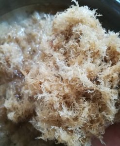 ​潮汕美食，海石花