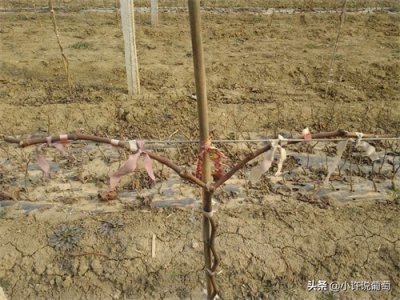 ​葡萄树专业术语和定义你知道吗？让我们今天一起重新认识它