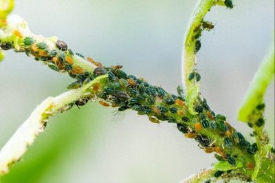 ​腻虫怎么消灭最快最有效？教你8个土办法，简单又好用！