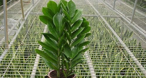 黄梅天怎么拖地才不潮,有什么办法能让地板在梅雨季节保持干燥呢图5