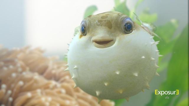 河豚的毒素存在什么地方(明知道河豚有致命毒素)(2)