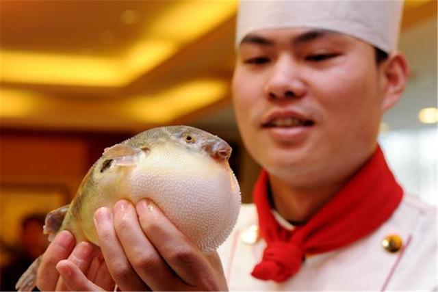 河豚的毒素存在什么地方(明知道河豚有致命毒素)(14)