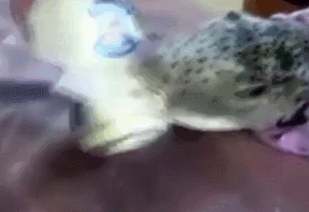 河豚的毒素存在什么地方(明知道河豚有致命毒素)(3)