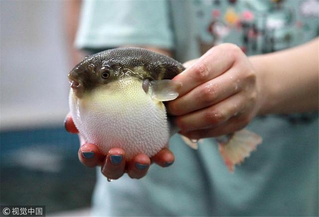 河豚的毒素存在什么地方(明知道河豚有致命毒素)(12)