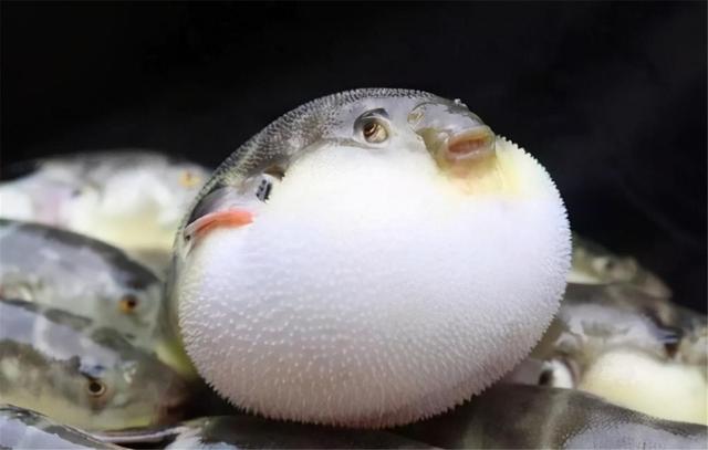 河豚的毒素存在什么地方(明知道河豚有致命毒素)(8)