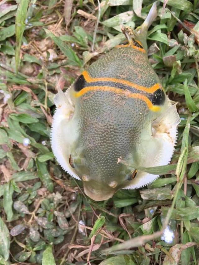 河豚的毒素存在什么地方(明知道河豚有致命毒素)(4)