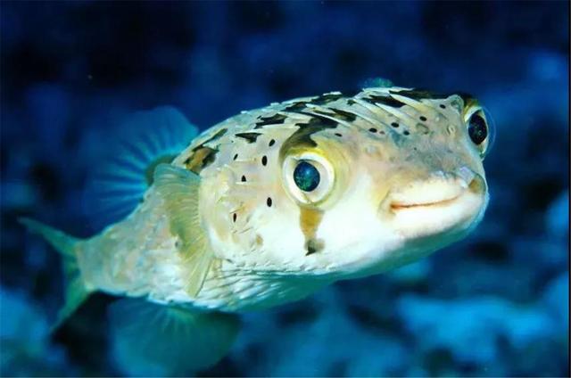 河豚的毒素存在什么地方(明知道河豚有致命毒素)(9)