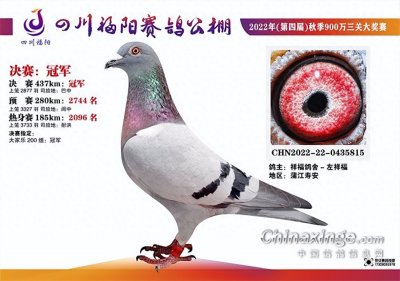 ​没看好的鸽子斩获两项冠军？川鸽的魅力你猜不透