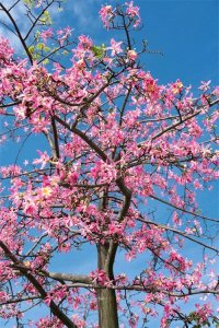 ​异木棉花：冬日里的粉色浪漫