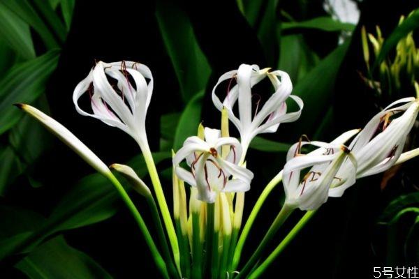 文殊兰是一种什么植物呢 文殊兰有什么作用呢 文殊兰是一种什么植物呢 文殊兰有什么作用呢