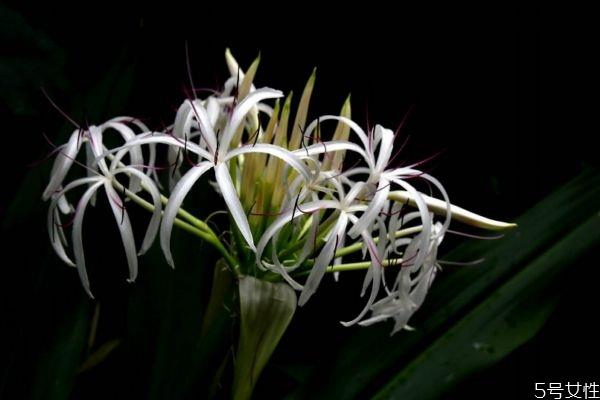 文殊兰是一种什么植物呢 文殊兰有什么作用呢 文殊兰是一种什么植物呢 文殊兰有什么作用呢