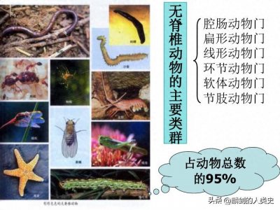 ​「动物界全系列」动物界综述（三）：无脊椎动物