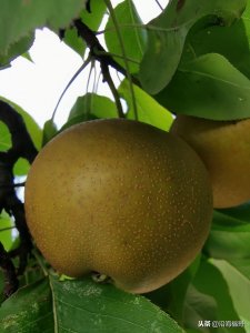 ​钦州市钦北区板城镇