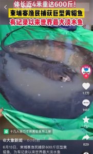 ​湄公河捕获600斤黄貂鱼！“最大”引非议，毒液可致死为何还濒危