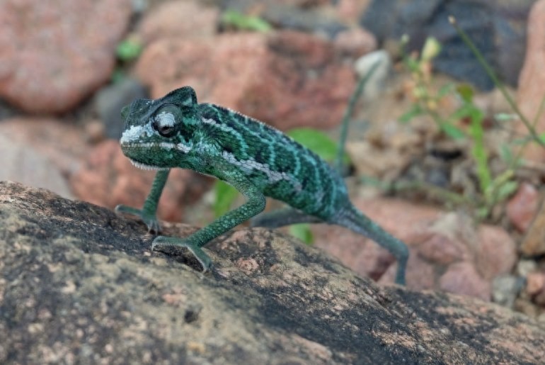 世界自然遗产 也门索科特拉岛 地球上最像外星球的奇幻之地