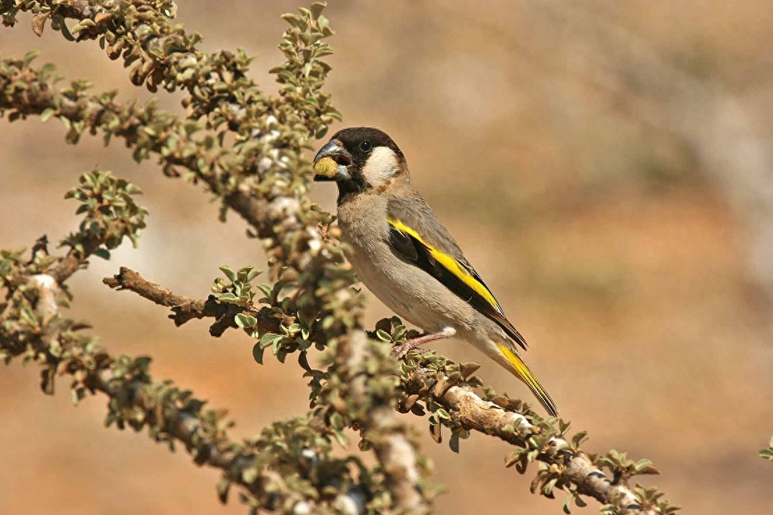世界自然遗产 也门索科特拉岛 地球上最像外星球的奇幻之地