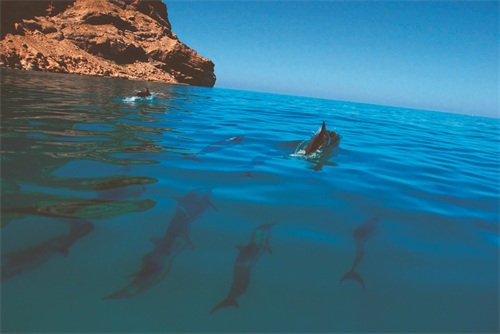 世界自然遗产 也门索科特拉岛 地球上最像外星球的奇幻之地