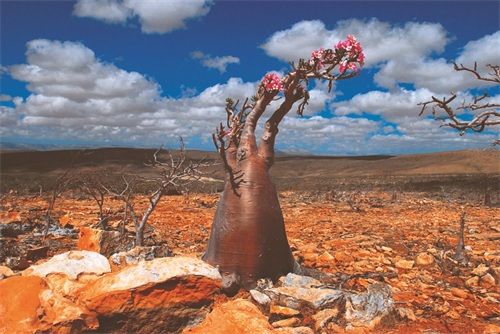 世界自然遗产 也门索科特拉岛 地球上最像外星球的奇幻之地