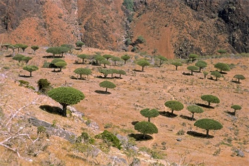 世界自然遗产 也门索科特拉岛 地球上最像外星球的奇幻之地