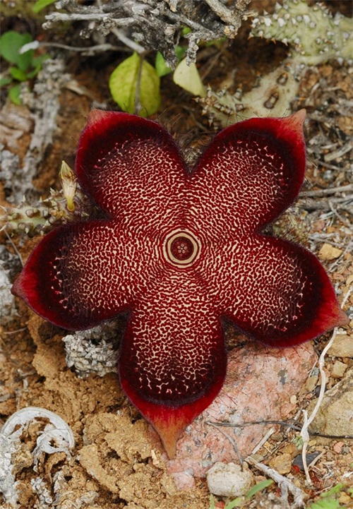 世界自然遗产 也门索科特拉岛 地球上最像外星球的奇幻之地