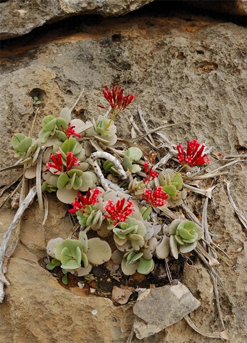 世界自然遗产 也门索科特拉岛 地球上最像外星球的奇幻之地