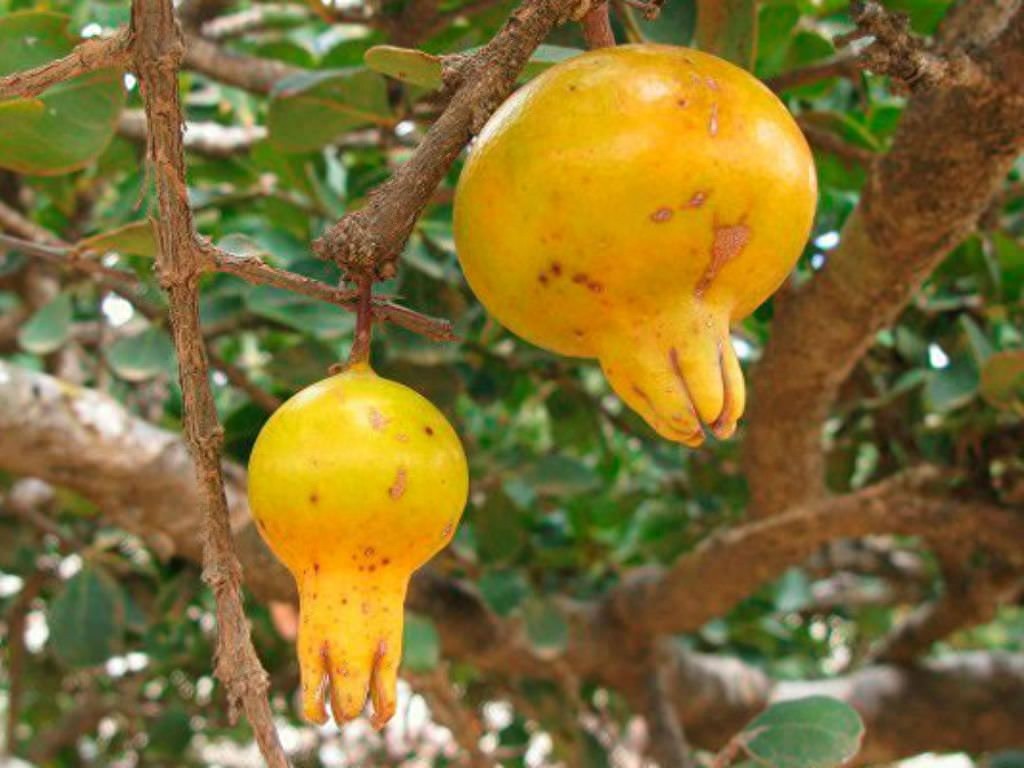 世界自然遗产 也门索科特拉岛 地球上最像外星球的奇幻之地