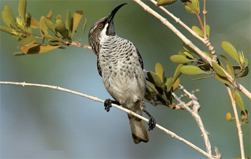 世界自然遗产 也门索科特拉岛 地球上最像外星球的奇幻之地