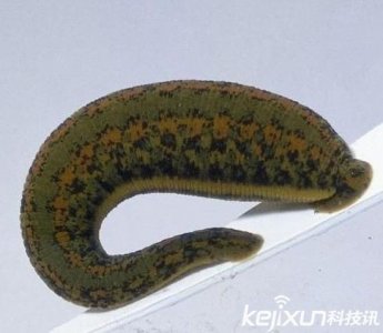 ​世界最恐怖六大动物：一个比一个恐怖 吓死人