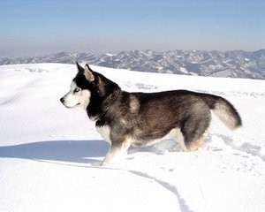 世界最优秀的伴侣犬：西伯利亚雪橇犬，