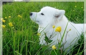 世界最优秀的伴侣犬：西伯利亚雪橇犬，