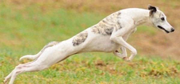 世界上最优美的犬：惠比特犬，身材优美性感至极