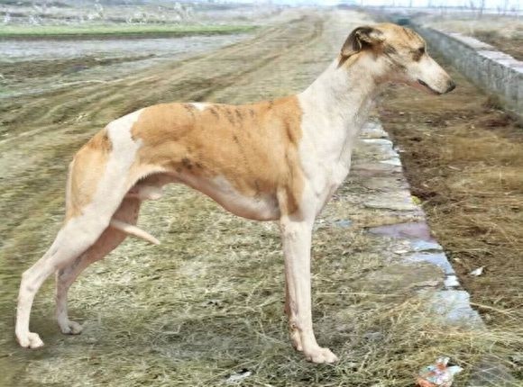 世界上最优美的犬：惠比特犬，身材优美性感至极