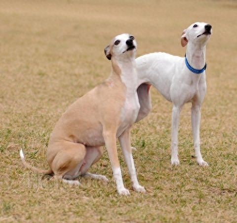 世界上最优美的犬：惠比特犬，身材优美性感至极