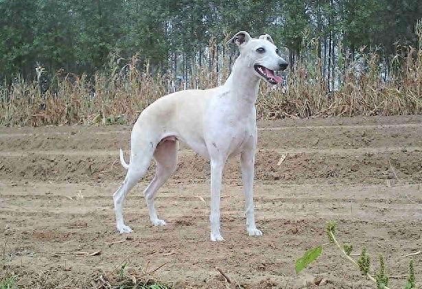 世界上最优美的犬：惠比特犬，身材优美性感至极