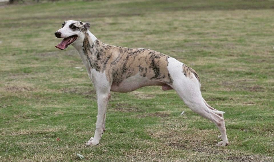 世界上最优美的犬：惠比特犬，身材优美性感至极