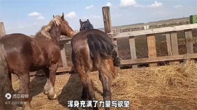 ​公蒙古马的马-！鞭有多厉害？你知道吗？