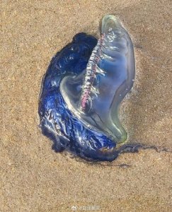 ​海南多个海滩现剧毒僧帽水母 专家提醒：被蜇轻则受伤致残，重则危及生命