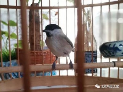 ​红子雏子与枝子