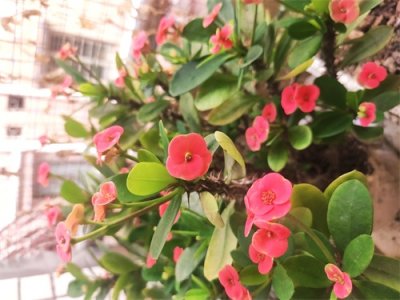 ​听说铁海棠有毒致癌，是真的吗