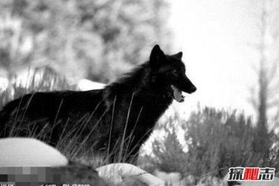 ​1917年——佛罗里达黑狼灭绝