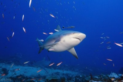 ​比大白鲨更具攻击性，游到河里攻击河马，牛鲨凭什么霸道？