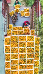 ​“丹棱桔橙”凭什么走俏市场