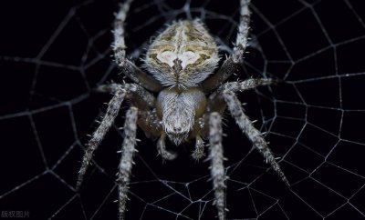 ​大蜘蛛进家里代表什么？大蜘蛛进家是好是坏？大蜘蛛进家处理办法