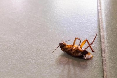 ​蟑螂为什么那么可怕？这存在上亿年的生命，岂是你随便就能消灭的